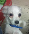Frosty the White Chihuahua Blend Puppy