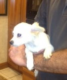 Frosty the White Chihuahua Blend Puppy