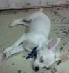 Frosty the White Chihuahua Blend Puppy