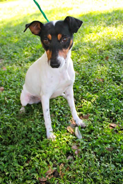 Wilma the Boucey Jack Russell