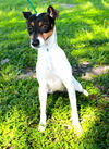 Wilma the Boucey Jack Russell