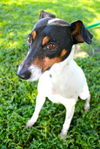 Wilma the Boucey Jack Russell