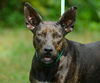 Daisy the Basenji/Terrier Mix