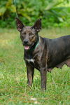 Daisy the Basenji/Terrier Mix