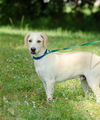 Mango the Lab Puppy