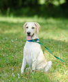 Mango the Lab Puppy