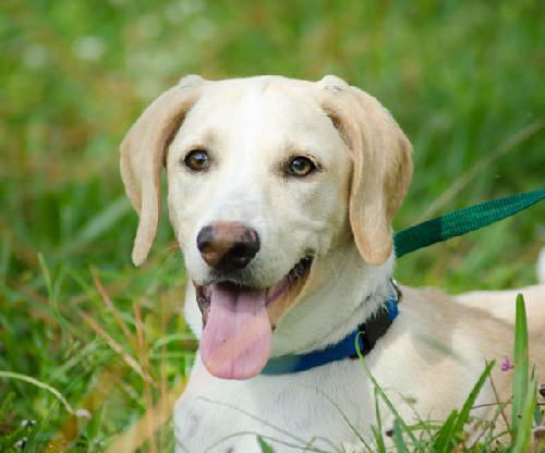 Mango the Lab Puppy