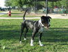 Duke the Energetic Terrier