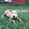 Remi the Little Terrier Blend