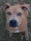 Remi the Little Terrier Blend