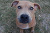 Remi the Little Terrier Blend