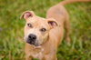 Remi the Little Terrier Blend