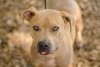 Remi the Little Terrier Blend