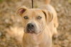 Remi the Little Terrier Blend