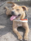 Remi the Little Terrier Blend