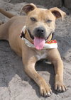Remi the Little Terrier Blend
