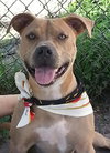 Remi the Little Terrier Blend