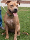 Remi the Little Terrier Blend