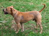 Remi the Little Terrier Blend