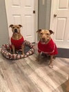 Remi the Little Terrier Blend