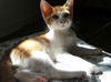 Bijoux the Sweet Kitten
