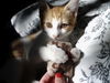 Bijoux the Sweet Kitten