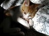 Bijoux the Sweet Kitten
