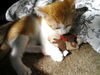 Bijoux the Sweet Kitten