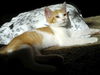 Minou the Sweet Kitten