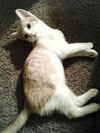 Minou the Sweet Kitten