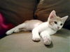 Minou the Sweet Kitten