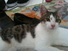 Perry the Purring Perfect Kitten