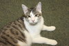 Perry the Purring Perfect Kitten