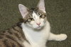 Perry the Purring Perfect Kitten