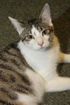Perry the Purring Perfect Kitten