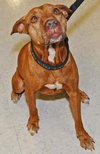 Mary the Senior Lab