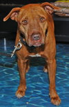Mary the Senior Lab