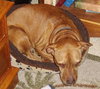 Mary the Senior Lab
