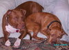 Mary the Senior Lab