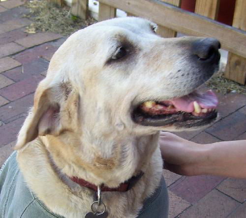 Bebe the Perfect Dog