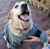 Bebe the Perfect Dog