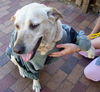 Bebe the Perfect Dog