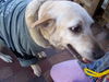 Bebe the Perfect Dog