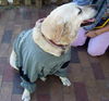 Bebe the Perfect Dog