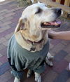 Bebe the Perfect Dog