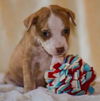 Alfie the JRT Puppy