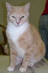 Tango the Gentle Giant