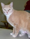 Tango the Gentle Giant