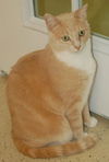 Tango the Gentle Giant