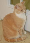 Tango the Gentle Giant